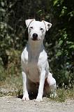 PARSON RUSSEL TERRIER 174